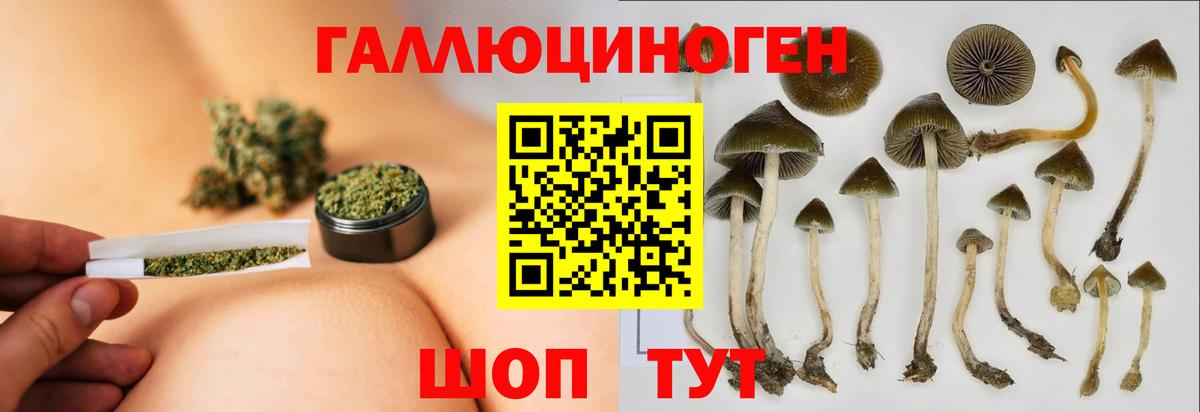 Псилоцибиновые грибы Psilocybine cubensis Гудермес